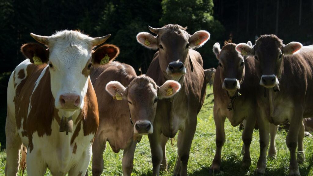 Leather Manufacturing Good Practices And Things To Avoid